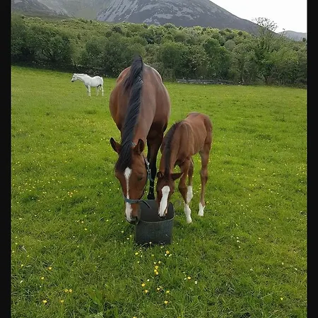 Croagh Patrick Murrisk